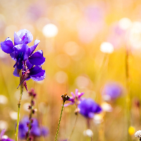 Ivar Johannes Vold Enebak