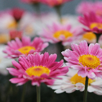 Paula Karlie Eidissen